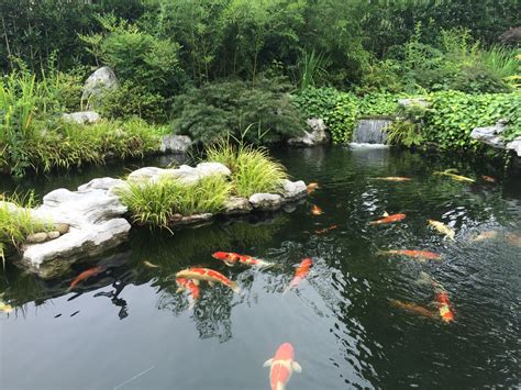 魚池植物